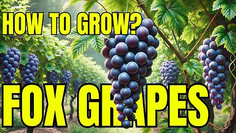 The Complete Guide to Growing Fox Grapes