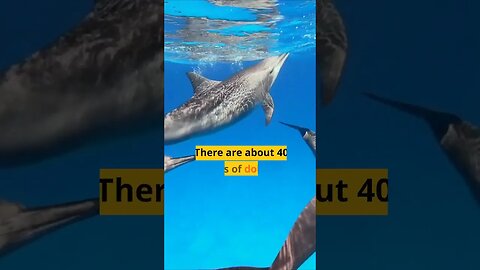 Whales and dolphins…#shorts #sleep #facts Rate this fact 1-10, let me know in the comments