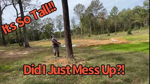 How To Remove Big Trees On The Homestead!