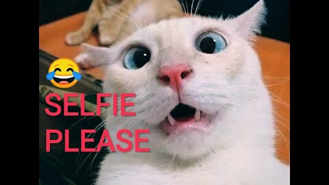 FUNNIEST CATS and DOGS VIDEO CLIPS #1