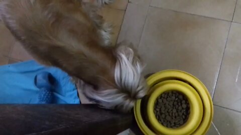 GOLDEN DOG , SHORTS