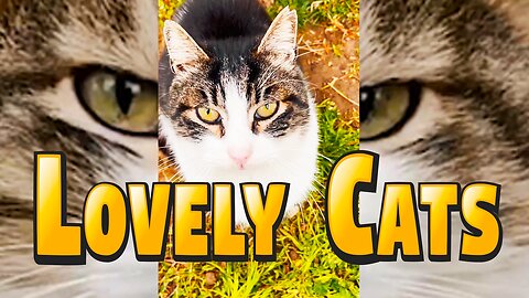 Watch Latest English Music Lyrical Video Song - 'Lovely Cats'