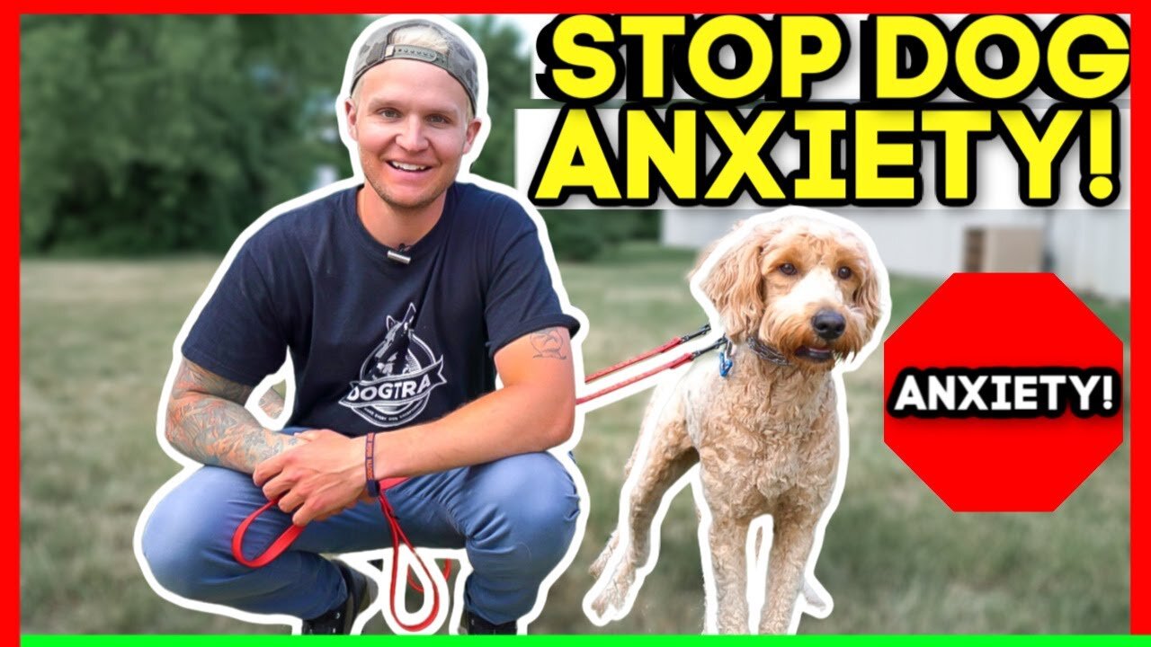 SEPERATION ANXIETY DOG TRAINING FOR FEARFUL DOODLE (TRANSFORMATION)