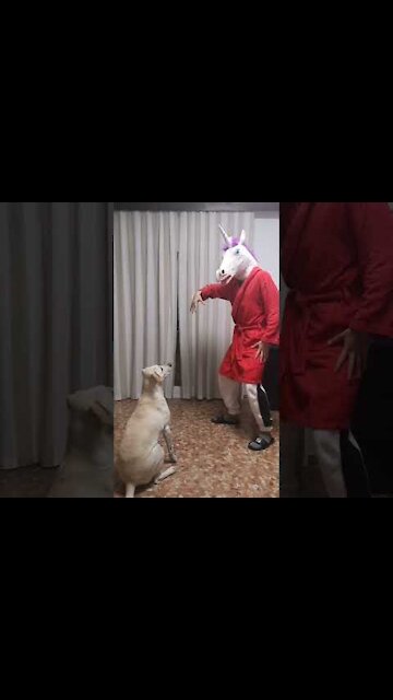 CURIQUITACA CHALLENGE WITH DOG 🐶 😂