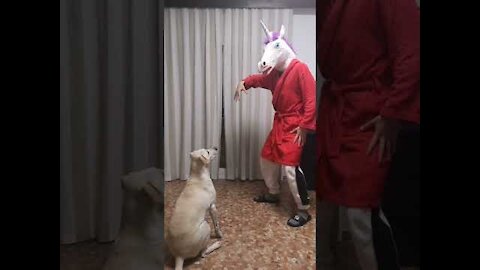 CURIQUITACA CHALLENGE WITH DOG 🐶 😂