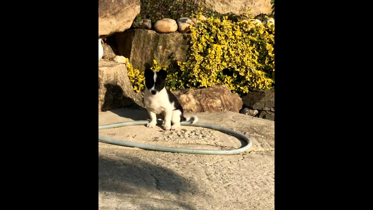 Joyful Puppy trying to have a word with bug ends up fighting