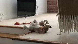 Cão cai de escadas enquanto dorme!