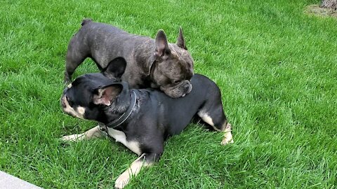 Frenchies just hanging out