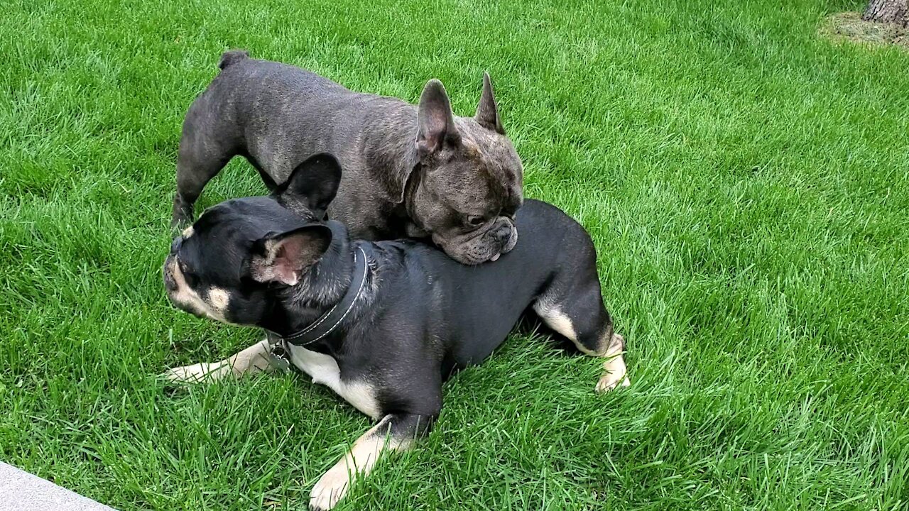 Frenchies just hanging out