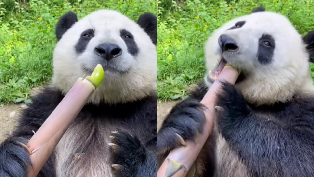 Is bamboo really delicious?