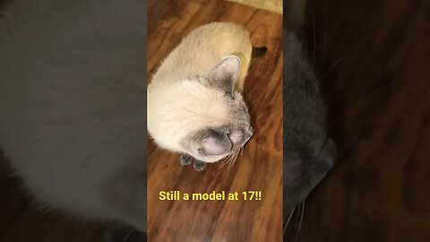 17 year old cat models for the camera!