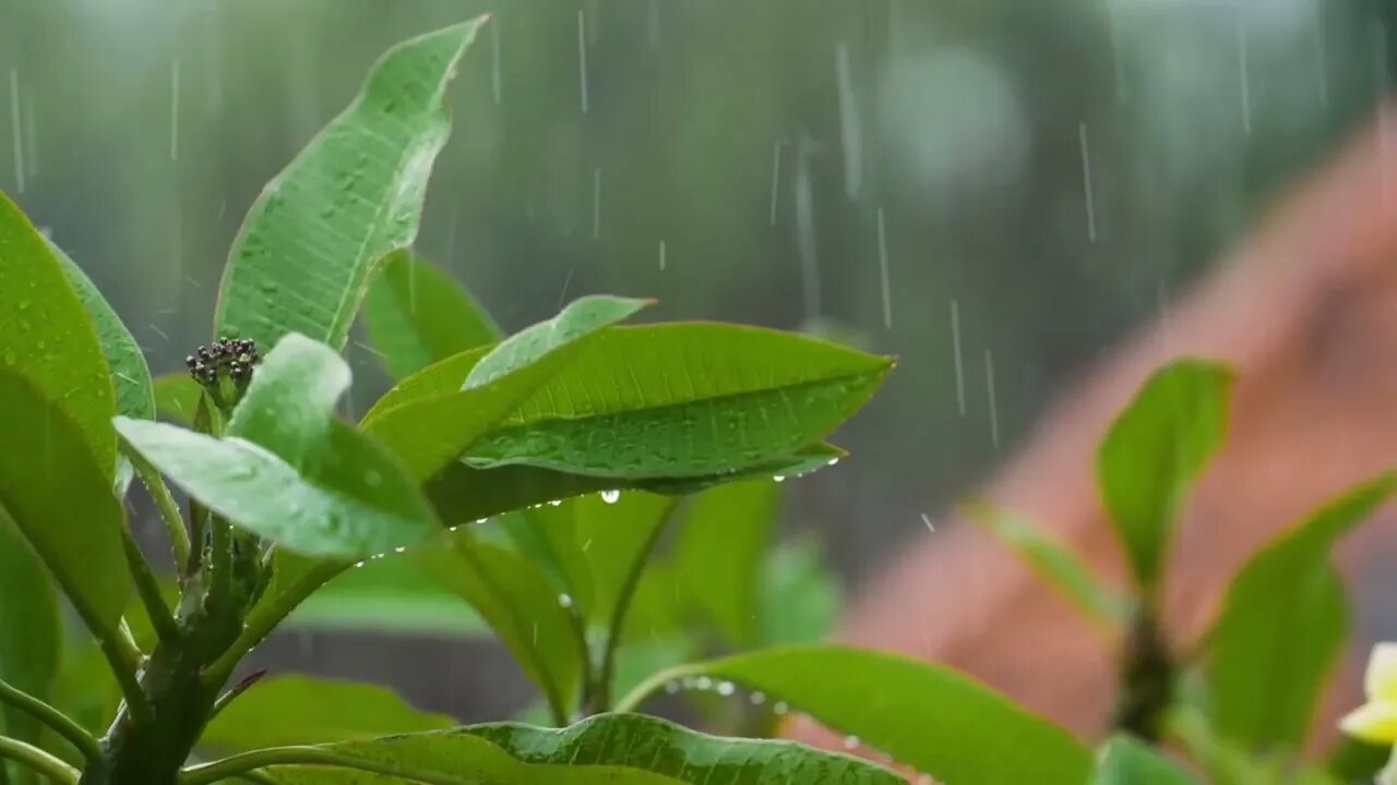 JUNGLE STORM /RELAXING / CHILLING/WAVES IN BACKGROUND