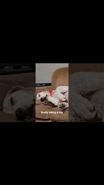 Buddys favorite sleeping position