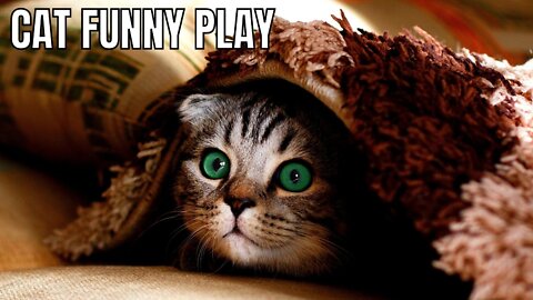 Funny Cat Videos - Funny Animal Videos 2022 - Cute Animals 2022 - Its me SRINU