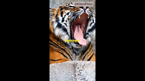 Amazing Tiger Facts