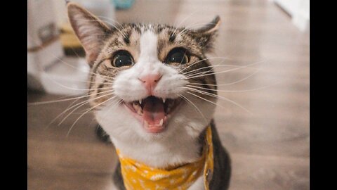 messy kitten
