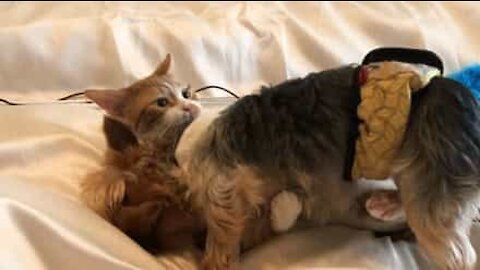 Ce chat et ce chien font semblant de se battre