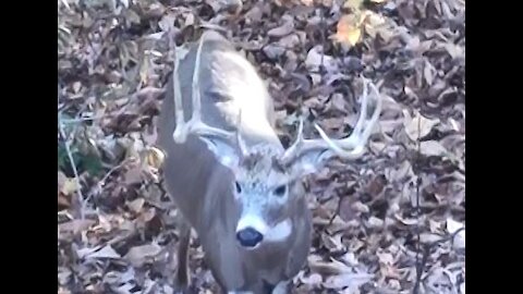 Bow hunting Big Ohio Whitetail Bucks (Harvest)