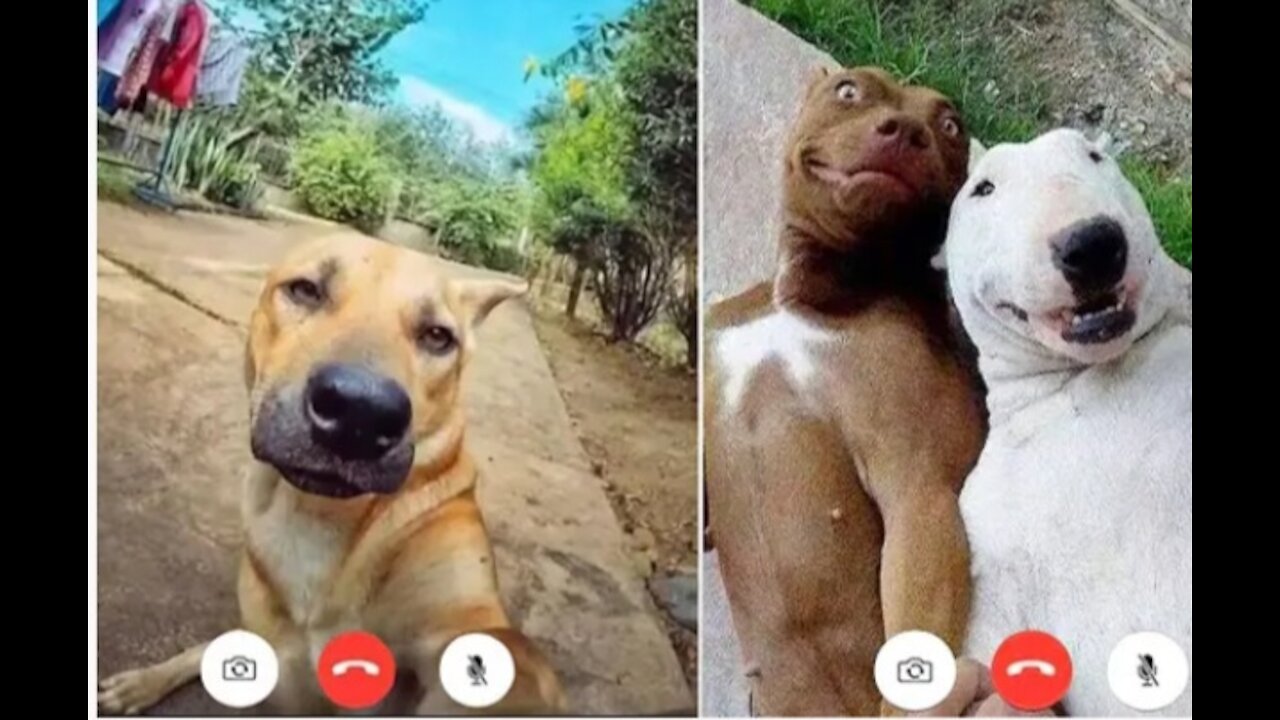 Unbelievable!!! Funny Dog Videos Try Not To Laugh π¦΄ππΆβοΈ8