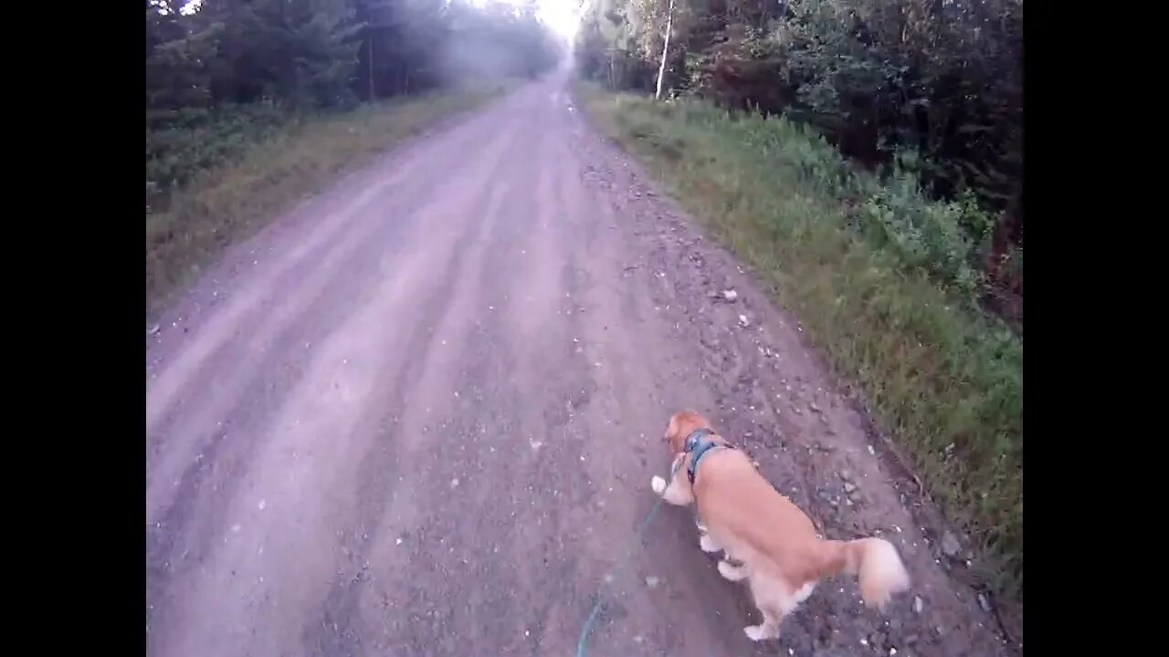 July 22nd, 65º rained at 05:00, Flynn ducks into weeds.