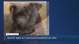Meet Mak: Our Pet of the Week