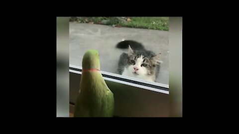 Funny Animal Videos Compilation #2