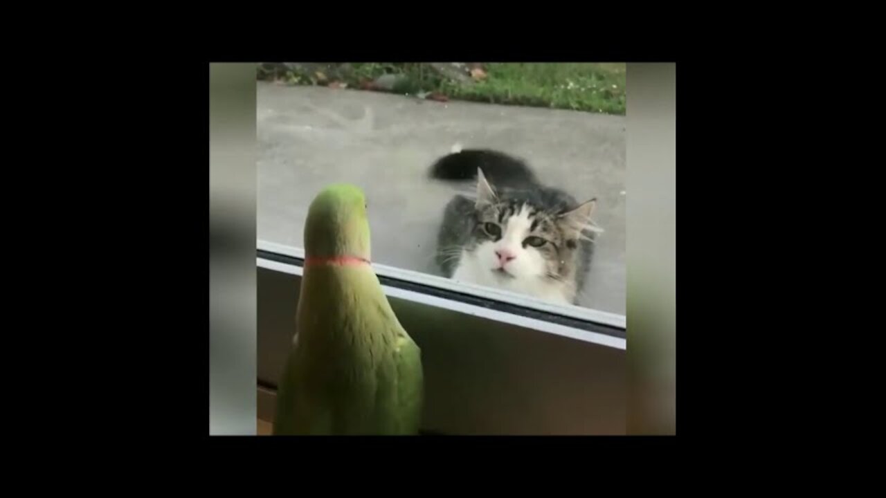 Funny Animal Videos Compilation #2
