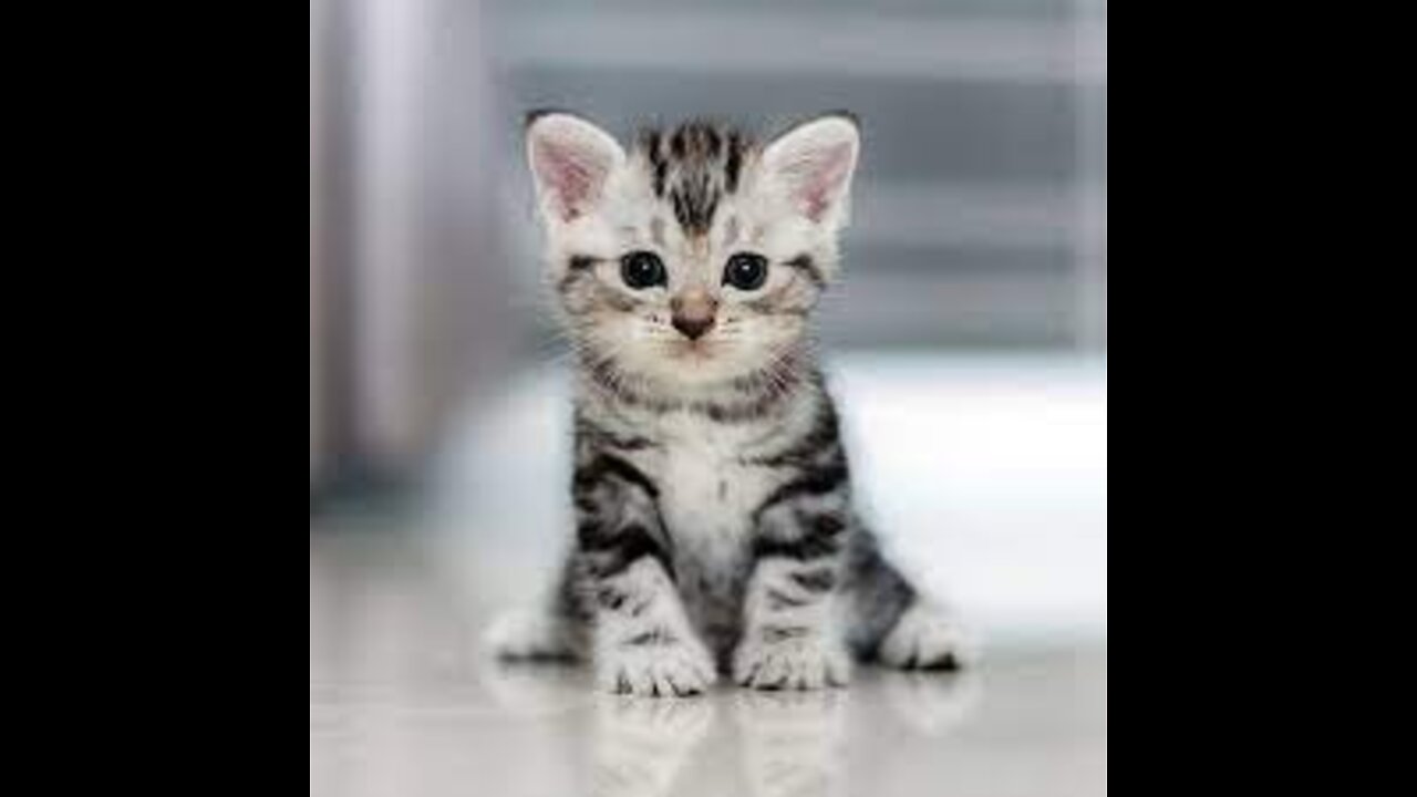 ๐Cute And Funny Pets | Try Not To Laugh To These Pets Compilation #7๐