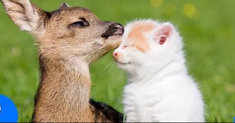 Baby deer (fawn) jumping & hopping cutest compilation