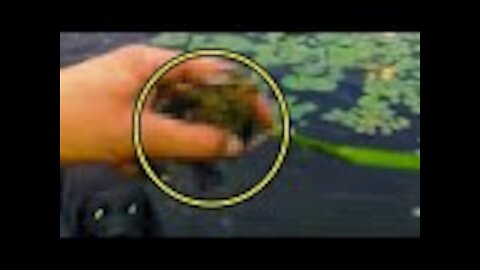 When Their Dog Swam Back To Shore And Opened His Mouth, The Owner Was Stunned By What He Saw Inside