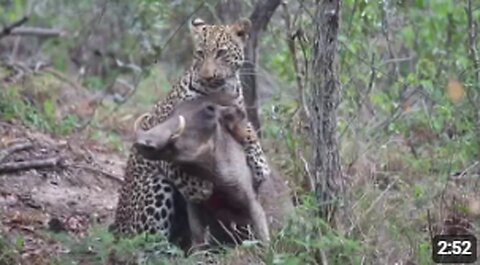 Leopard Kills Two Warthog INTERESTING VIDEO HD