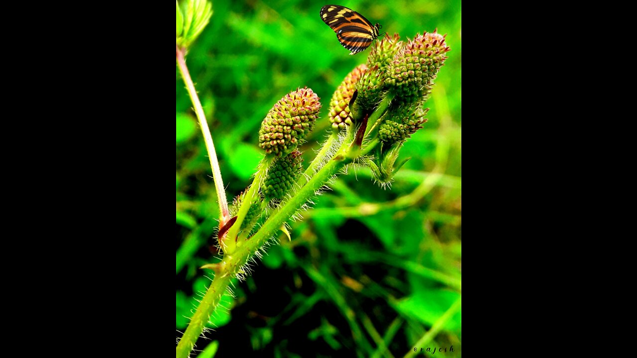 🦋 🦋 Flying butterfly shorts video...