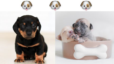 😂😂Funny Dog Videos 2021 🐶 It's time to LAUGH with Dog's life