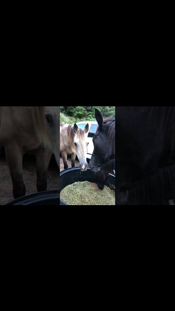 Just enjoying hanging with my horses 🐴🦄🐴