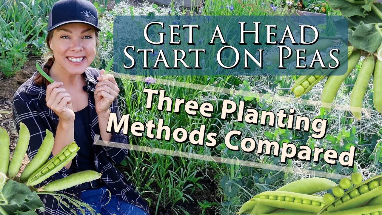 Get a Head Start on Peas- Which Planting Method Works Best?