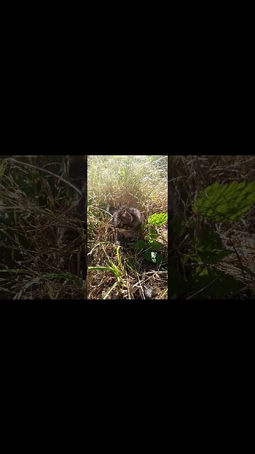 Something to the Left...no Your Left