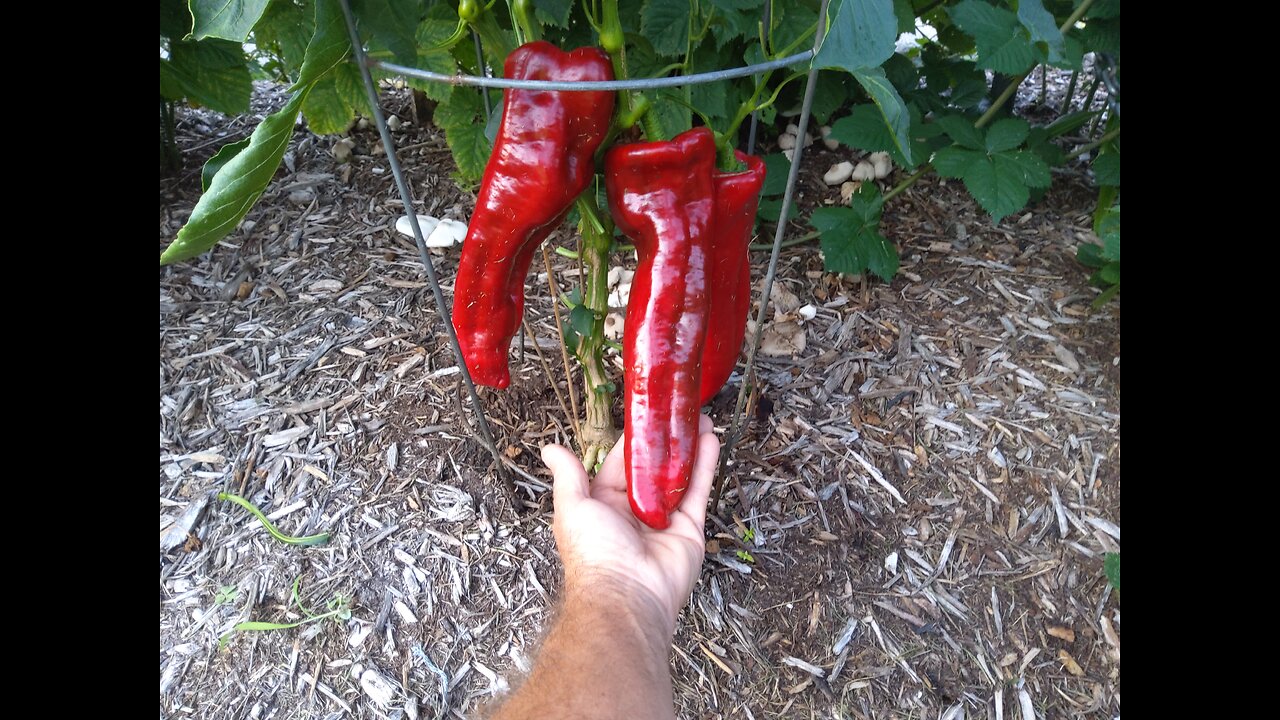 Giant Marconi Pepper Harvest 8/5/24