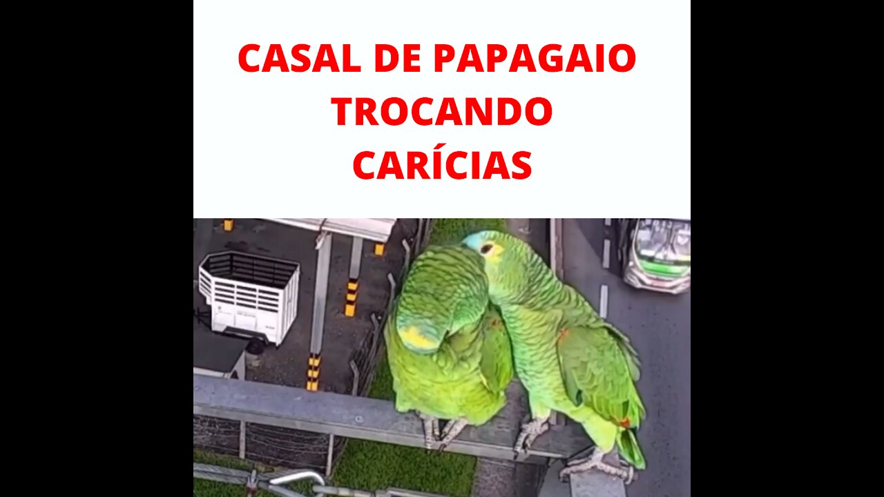 Casal de Papagaio Trocando Carícias