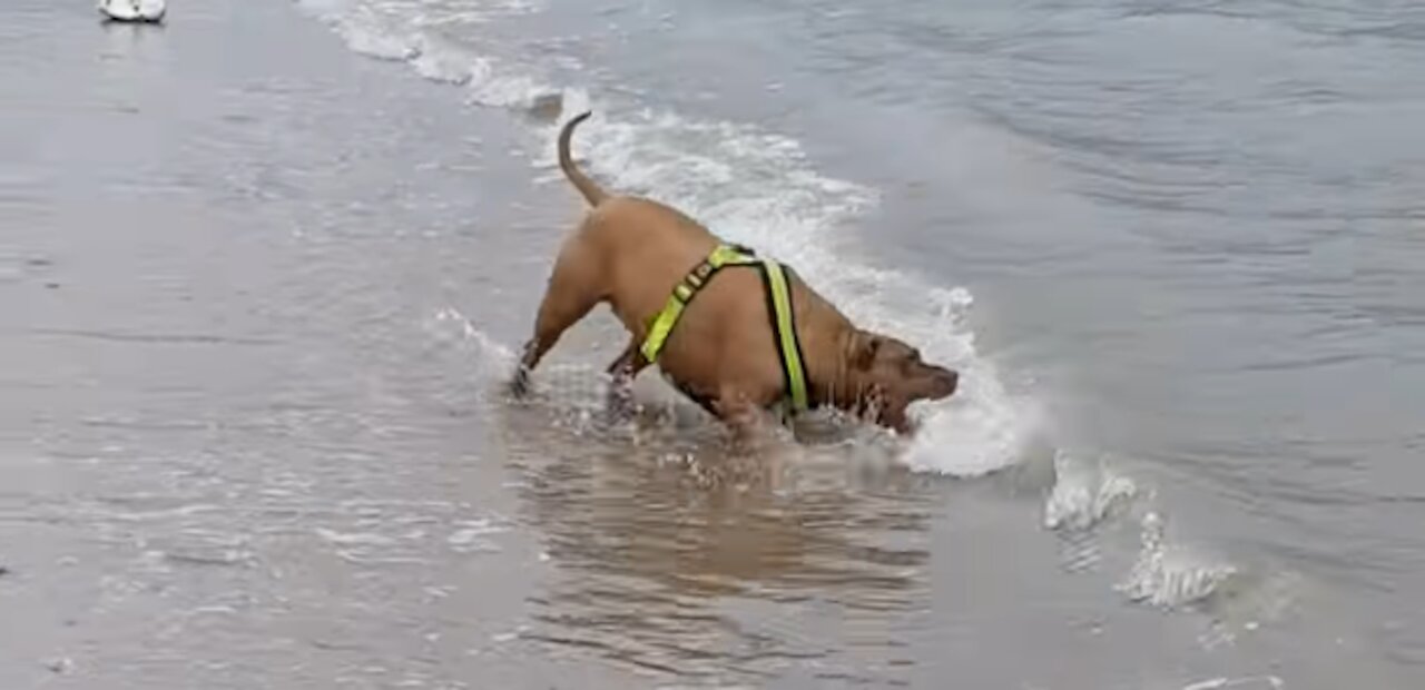 Brave doggo is doing a protecc from dangerous waves - Dog spotting