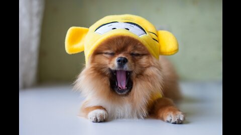 Dogs - Cute and Funny Dog Videos Compilation 2020