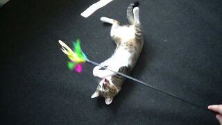 Little Cat Is Tired from Playing