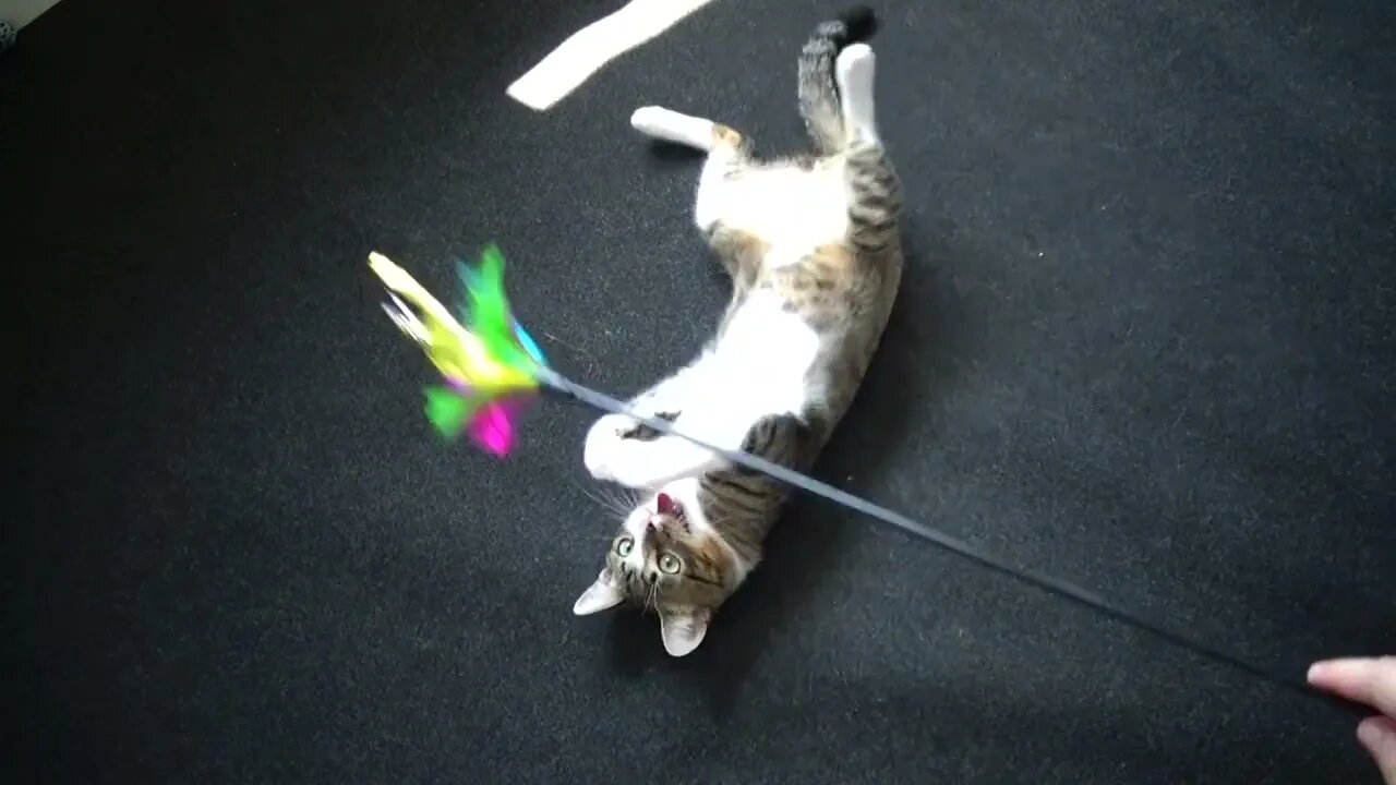 Little Cat Is Tired from Playing
