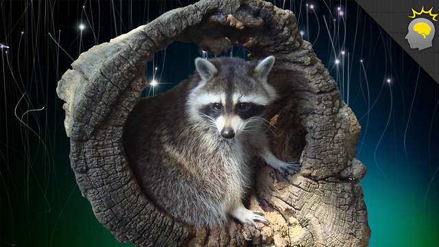 Stuff to Blow Your Mind: Science on the Web: Raccoons Among Us