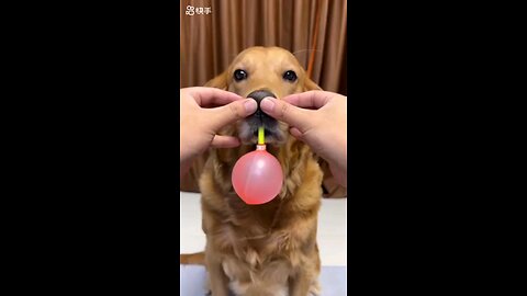 Amazing Dog