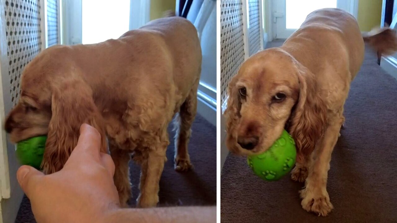 Cocker spaniel tries to wind you up with her toy