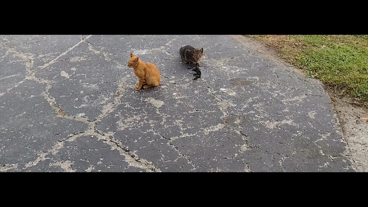Oliver and company(thescifishortstorywriter.com) Click the links below.