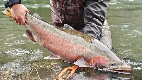 Trophy Steelhead Tactics & Strategy (Live Fishing Show)