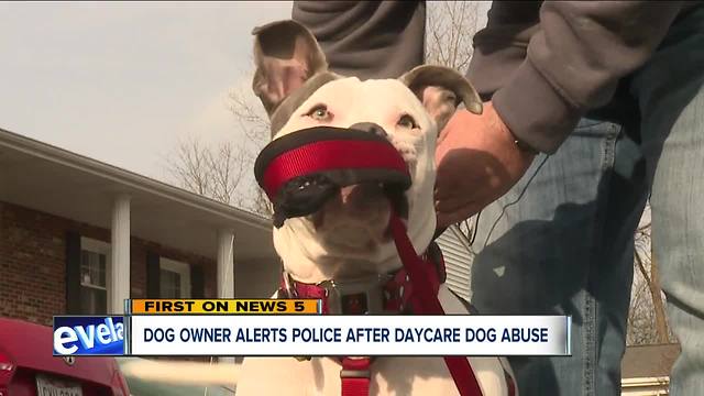 Owner of dog kicked on camera at dog daycare speaks out, wants lawmakers to regulate dog daycares