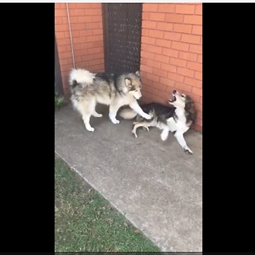 Super needy Malamute completely annoys other dog
