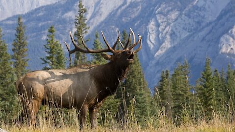 New Mexico Bull Elk and Crew